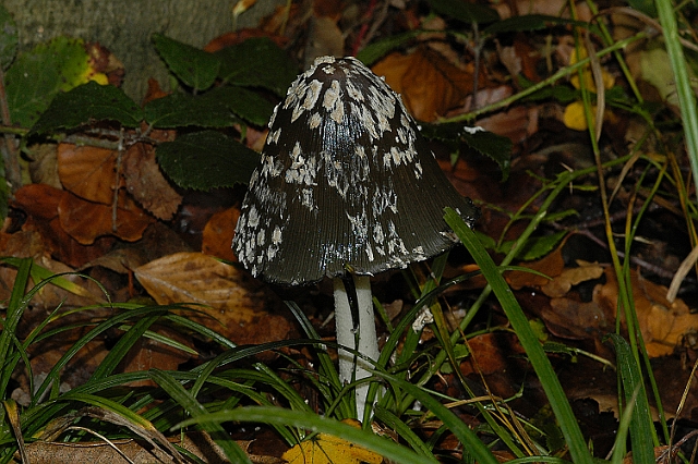 inkcap fungus, inkcaps-3.jpg - INKCAP - SELBOURNE - 30.10.08